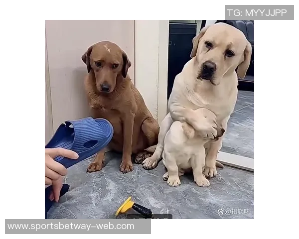 被麦卡甩后一个月他与我的朋友同居还带走了我的狗